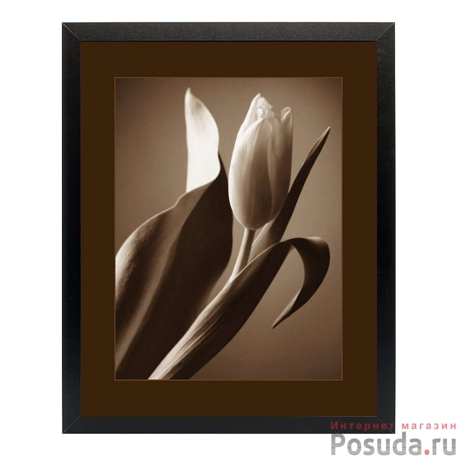 Картина "тюльпан-сепия" 40х50 см (матовая бумага)
